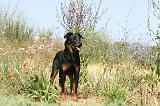 BEAUCERON 269